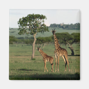Niedliche Kleintiere   Giraffe Calf & Mama Magnet
