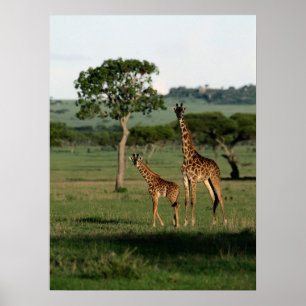 Niedliche Kleintiere Giraffe Calf & Mama Poster