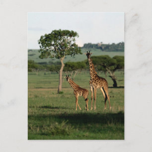Niedliche Kleintiere Giraffe Calf & Mama Postkarte