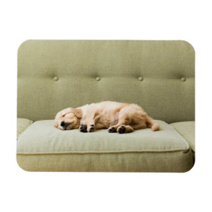 Niedliche Kleintiere Golden Retriever Puppy 2 Magnet