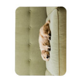 Niedliche Kleintiere | Golden Retriever Puppy 2 Magnet (Vertikal)