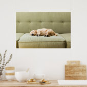 Niedliche Kleintiere | Golden Retriever Puppy 2 Poster (Küche)