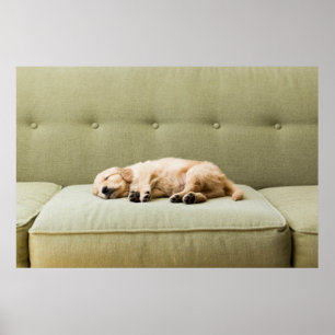 Niedliche Kleintiere   Golden Retriever Puppy 2 Poster