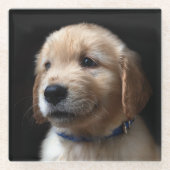 Niedliche Kleintiere | Golden Retriever Puppy Glasuntersetzer (Vorderseite)