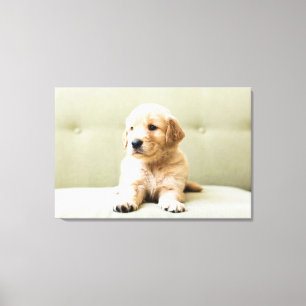 Niedliche Kleintiere Golden Retriever Puppy Leinwanddruck