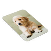 Niedliche Kleintiere | Golden Retriever Puppy Magnet (Rechte Seite)