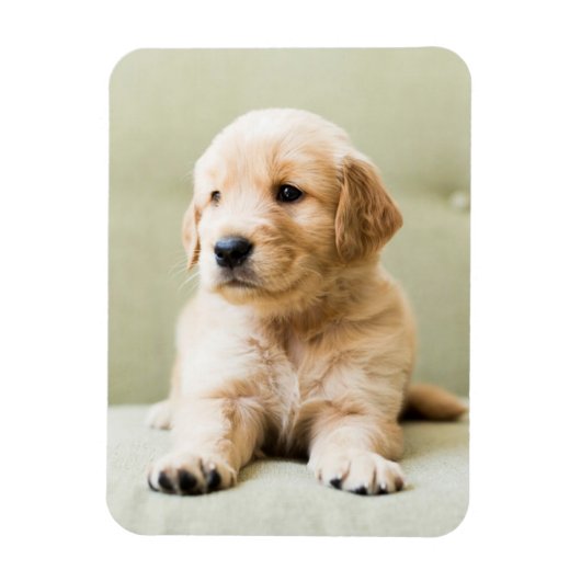 Niedliche Kleintiere | Golden Retriever Puppy Magnet (Vertikal)