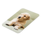 Niedliche Kleintiere | Golden Retriever Puppy Magnet (Linke Seite)