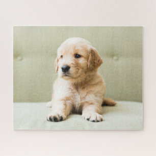 Niedliche Kleintiere Golden Retriever Puppy Puzzle