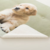Niedliche Kleintiere | Golden Retriever Puppy Sherpadecke (3/4)