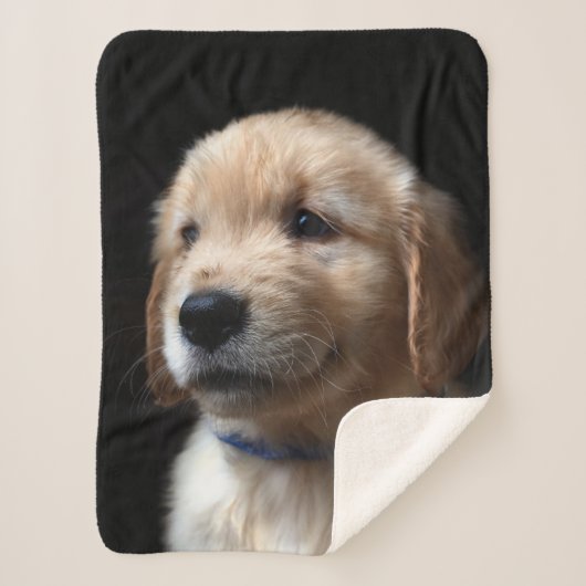 Niedliche Kleintiere | Golden Retriever Puppy Sherpadecke (Vorderseite)