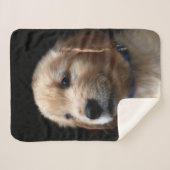 Niedliche Kleintiere | Golden Retriever Puppy Sherpadecke (Vorderseite (Horizontal))