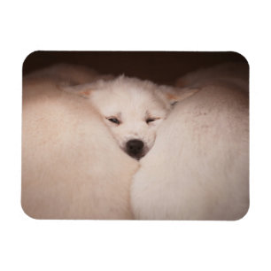 Niedliche Kleintiere Golden Retriever Snuggg Magnet