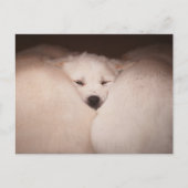 Niedliche Kleintiere | Golden Retriever Snuggg Postkarte (Vorderseite)