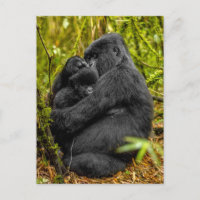 Niedliche Kleintiere | Gorilla & Baby