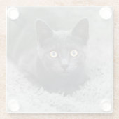 Niedliche Kleintiere | Graue Katze Glasuntersetzer (Rückseite)