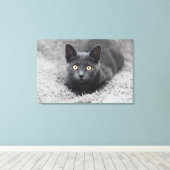 Niedliche Kleintiere | Graue Katze Leinwanddruck (Insitu (Holzboden))