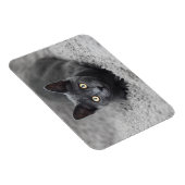 Niedliche Kleintiere | Graue Katze Magnet (Rechte Seite)