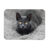 Niedliche Kleintiere | Graue Katze Magnet (Horizontal)