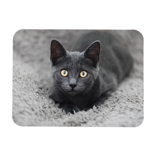 Niedliche Kleintiere | Graue Katze Magnet (Horizontal)