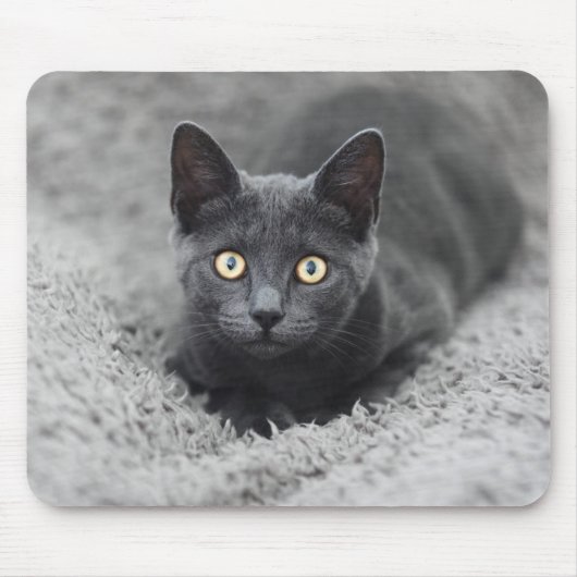 Niedliche Kleintiere | Graue Katze Mousepad (Vorne)