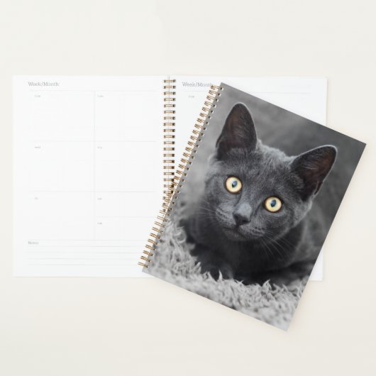 Niedliche Kleintiere | Graue Katze Planer (Anzeige)
