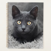 Niedliche Kleintiere | Graue Katze Planer (Vorderseite)