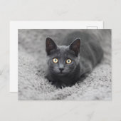Niedliche Kleintiere | Graue Katze Postkarte (Vorne/Hinten)