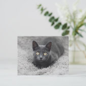 Niedliche Kleintiere | Graue Katze Postkarte (Stehend Vorderseite)