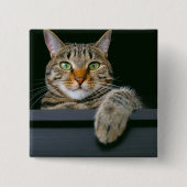 Niedliche Kleintiere | Grey Tabby Cat Face Button (Vorderseite)