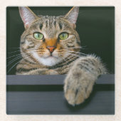 Niedliche Kleintiere | Grey Tabby Cat Face Glasuntersetzer (Vorderseite)