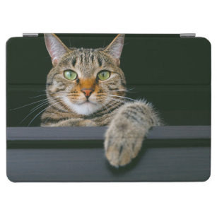 Niedliche Kleintiere   Grey Tabby Cat Face iPad Air Hülle