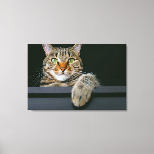Niedliche Kleintiere   Grey Tabby Cat Face Leinwanddruck