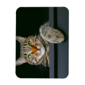 Niedliche Kleintiere | Grey Tabby Cat Face Magnet (Vertikal)