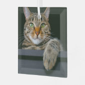 Niedliche Kleintiere | Grey Tabby Cat Face Ornament Aus Glas (Vorderseite links)