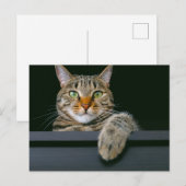 Niedliche Kleintiere | Grey Tabby Cat Face Postkarte (Vorne/Hinten)