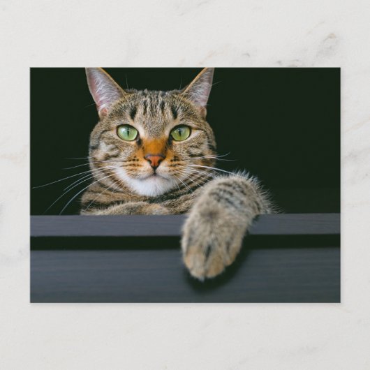 Niedliche Kleintiere | Grey Tabby Cat Face Postkarte (Vorderseite)