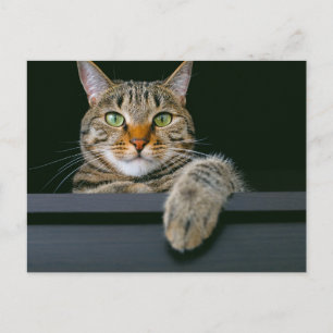 Niedliche Kleintiere Grey Tabby Cat Face Postkarte