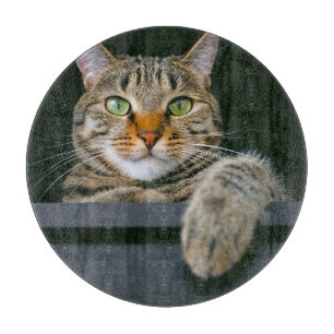 Niedliche Kleintiere   Grey Tabby Cat Face Schneidebrett