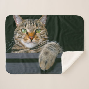 Niedliche Kleintiere   Grey Tabby Cat Face Sherpadecke