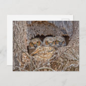 Niedliche Kleintiere | Große Horned Chips Postkarte (Vorne/Hinten)