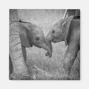 Niedliche Kleintiere   Gruß von Baby Elephants Magnet