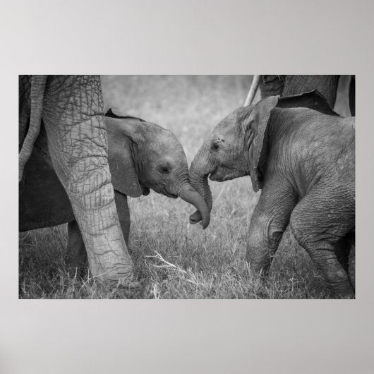 Niedliche Kleintiere | Gruß von Baby Elephants Poster (Vorne)