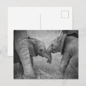 Niedliche Kleintiere | Gruß von Baby Elephants Postkarte (Vorne/Hinten)