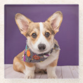 Niedliche Kleintiere | Halloween Corgi Glasuntersetzer (Vorderseite)