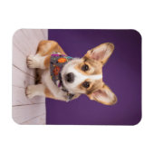 Niedliche Kleintiere | Halloween Corgi Magnet (Horizontal)