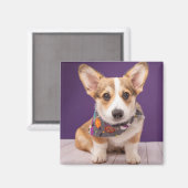 Niedliche Kleintiere | Halloween Corgi Magnet (Vorderseite/Rückseite)