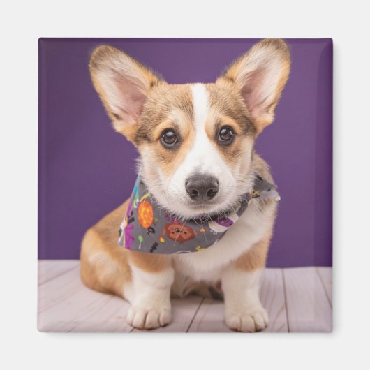 Niedliche Kleintiere | Halloween Corgi Magnet (Vorne)