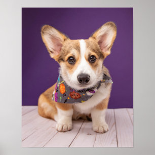 Niedliche Kleintiere   Halloween Corgi Poster