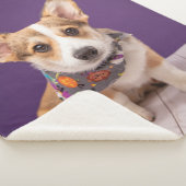 Niedliche Kleintiere | Halloween Corgi Sherpadecke (3/4)